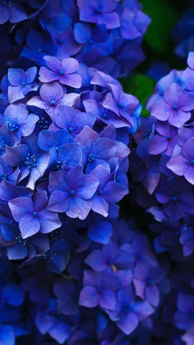 Гортензия Обои на телефон группа фиолетовых цветов
