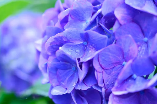 Гортензия Обои на телефон крупный план фиолетового цветка