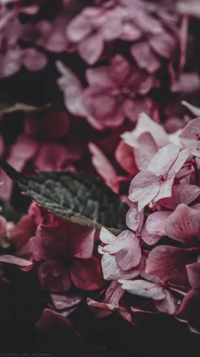 Гортензия Обои на телефон крупный план некоторых цветов