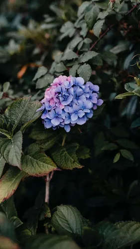 Гортензия Обои на телефон фиолетовый цветок на растении