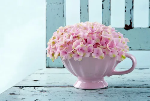 Гортензия Обои на телефон розовый цветок в чайной чашке