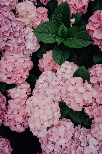 Гортензия Обои на телефон группа розовых цветов