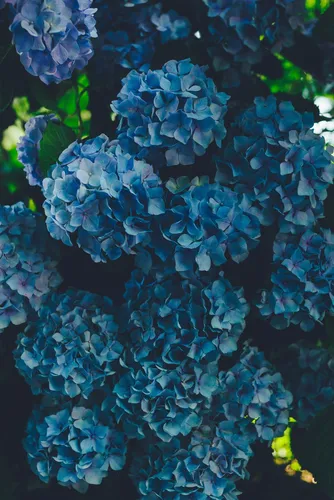 Гортензия Обои на телефон крупный план голубых цветов