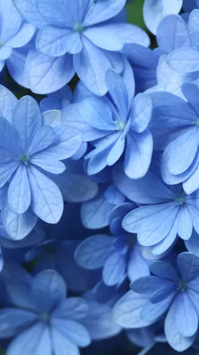 Гортензия Обои на телефон группа синих цветов