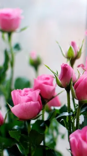 Для Девушек 2019 Обои на телефон группа розовых цветов