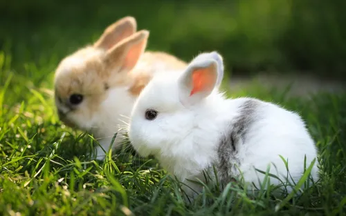Зайчики Обои на телефон два кролика в траве