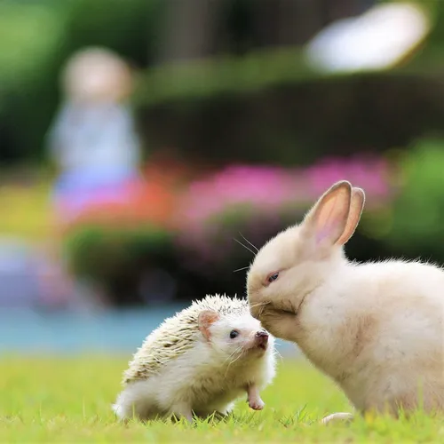 Зайчики Обои на телефон пара кроликов на травянистой местности