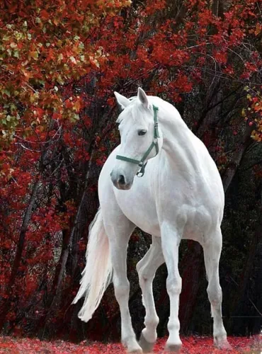 Лошади Красивые Обои на телефон белая лошадь в зеленой упряжке