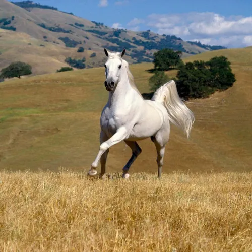 Лошади Красивые Обои на телефон белая лошадь бежит по травянистому полю