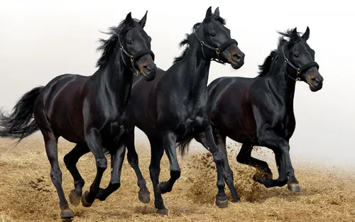 Лошади Красивые Обои на телефон группа лошадей бежит