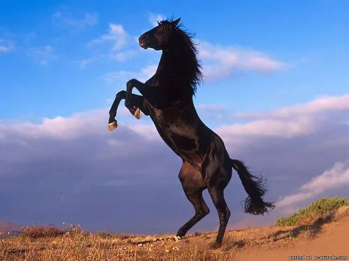 Лошади Красивые Обои на телефон лошадь с седлом