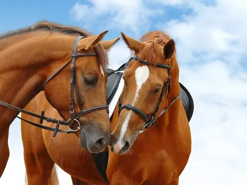 Лошади Красивые Обои на телефон пара лошадей с недоуздок