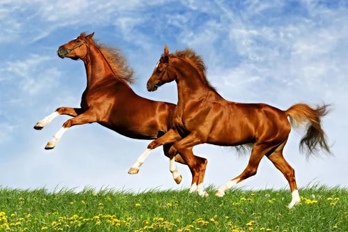 Лошади Красивые Обои на телефон пара лошадей бежит по полю