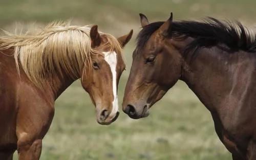 Лошади Красивые Обои на телефон группа лошадей стоит на травянистом поле