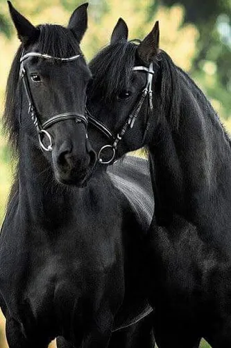 Лошади Красивые Обои на телефон пара лошадей стоят рядом друг с другом