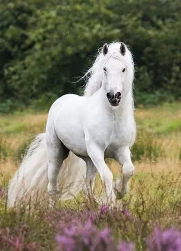 Лошади Красивые Обои на телефон белая лошадь бежит по полю