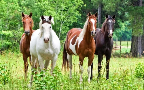 Лошади Красивые Обои на телефон группа лошадей, стоящих на травянистом поле