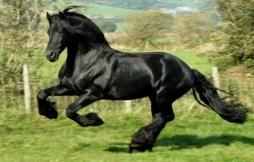 Лошади Красивые Обои на телефон бежит черная лошадь