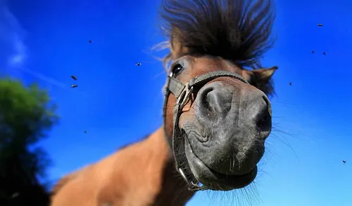 Лошади Красивые Обои на телефон лошадь с наложенным на нее лицом человека