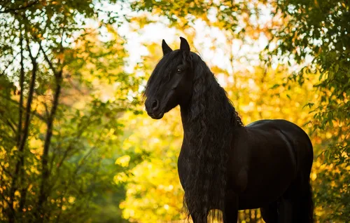 Лошади Красивые Обои на телефон черная лошадь в лесу