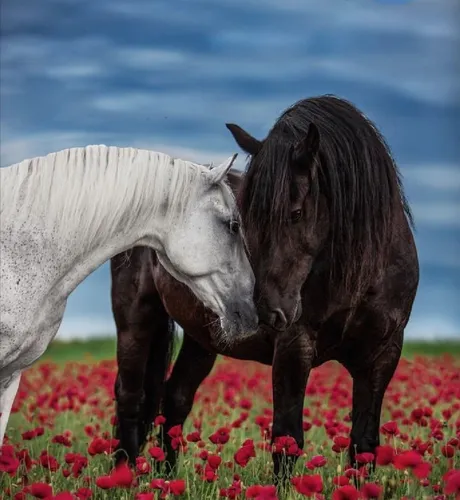 Лошади Красивые Обои на телефон пара лошадей в цветочном поле