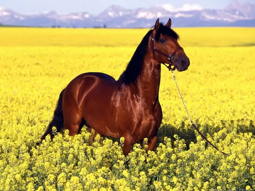Лошади Красивые Обои на телефон лошадь на поводке в поле