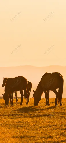 Лошади Красивые Обои на телефон группа лошадей, пасущихся