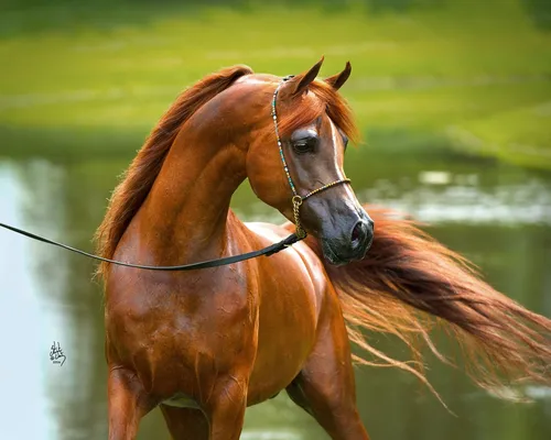 Лошади Красивые Обои на телефон коричневая лошадь с длинной гривой