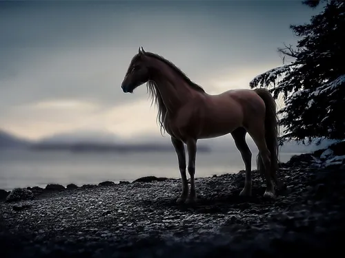 Лошади Красивые Обои на телефон лошадь, стоящая на скалистой поверхности