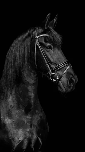 Лошади Красивые Обои на телефон черно-белая фотография двух лошадей