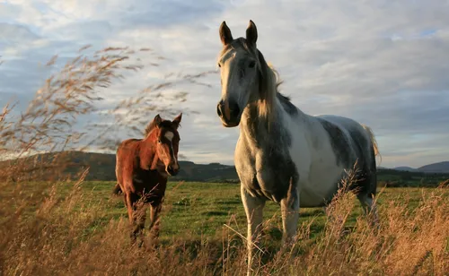 Лошади Красивые Обои на телефон пара лошадей в поле