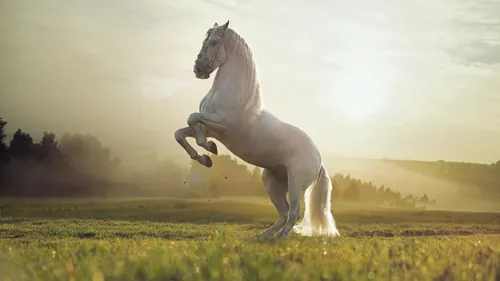 Лошади Красивые Обои на телефон лошадь, стоящая на задних лапах