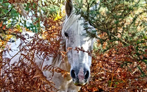 Лошади Красивые Обои на телефон белая лошадь в лесистой местности