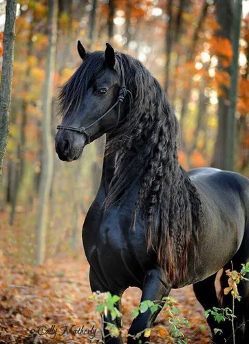 Лошади Красивые Обои на телефон лошадь в лесу