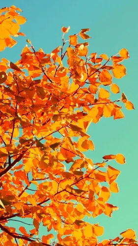 Октябрь Обои на телефон дерево с апельсиновыми листьями