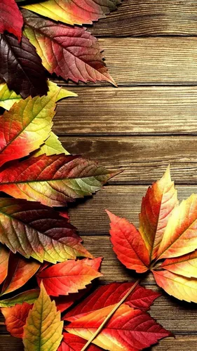 Октябрь Обои на телефон группа разноцветных листьев