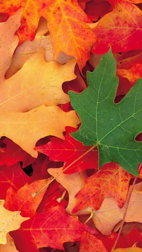 Октябрь Обои на телефон куча разноцветных листьев