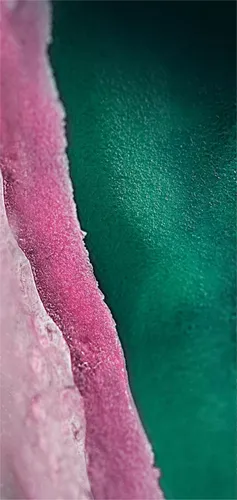 Самсунг А30 Обои на телефон розово-зеленая ткань крупным планом