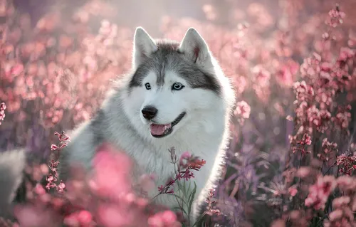 Собаки Хаски Обои на телефон волк на цветущем дереве