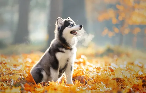 Собаки Хаски Обои на телефон собака, стоящая в куче листьев