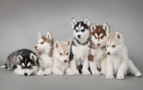 Собаки Хаски Обои на телефон группа щенков