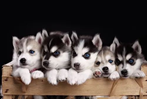 Собаки Хаски Обои на телефон группа щенков в деревянном ящике