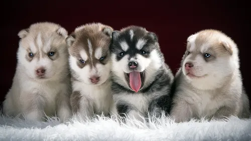 Собаки Хаски Обои на телефон группа белых и черных щенков с высунутыми языками