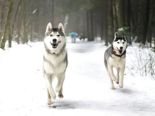 Собаки Хаски Обои на телефон две собаки бегут по снегу