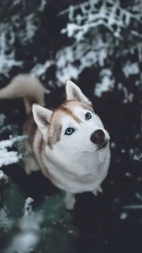 Собаки Хаски Обои на телефон лиса в снегу