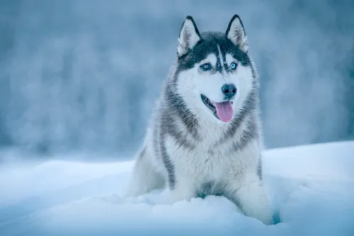 Собаки Хаски Обои на телефон собака бежит по снегу