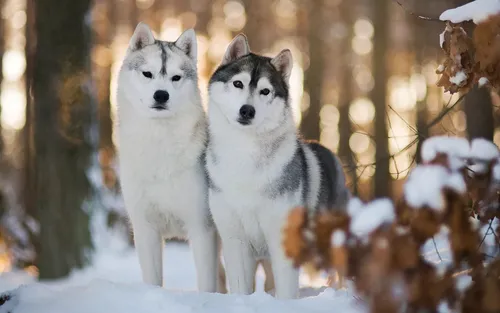 Собаки Хаски Обои на телефон группа белых собак в снегу