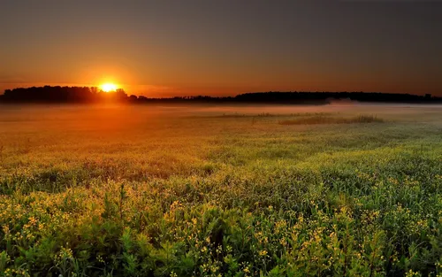 Солнце Обои на телефон цветочное поле с закатом на заднем плане
