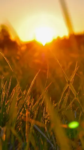 Солнце Обои на телефон крупный план поля пшеницы