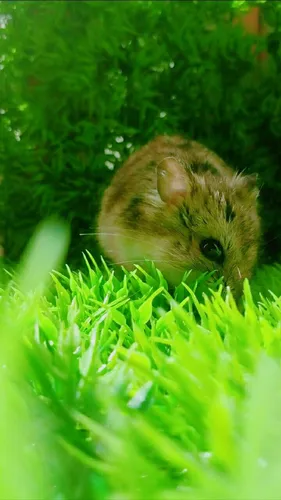 Хомяки Обои на телефон маленький котенок в травянистой зоне